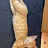 cat, orange_tabby, sleeping, relaxed, stretched_out, lying_down, pet, feline, striped_fur, whiskers, ears, paws, tail, carpet, floor, indoors, home, furniture, cozy, photography