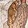 Hanae G.