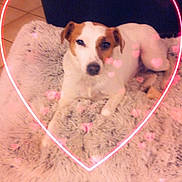 Maya Carmona a rejoint le concours — aidez-le/la à gagner de superbes lots ! dog, indoor, floor, rug, tile_floor, heart_shape, neon_light, pets, cute, relaxed, white_dog, brown_spots, furry, cozy, love, decor, animal, resting, warm_lighting, home