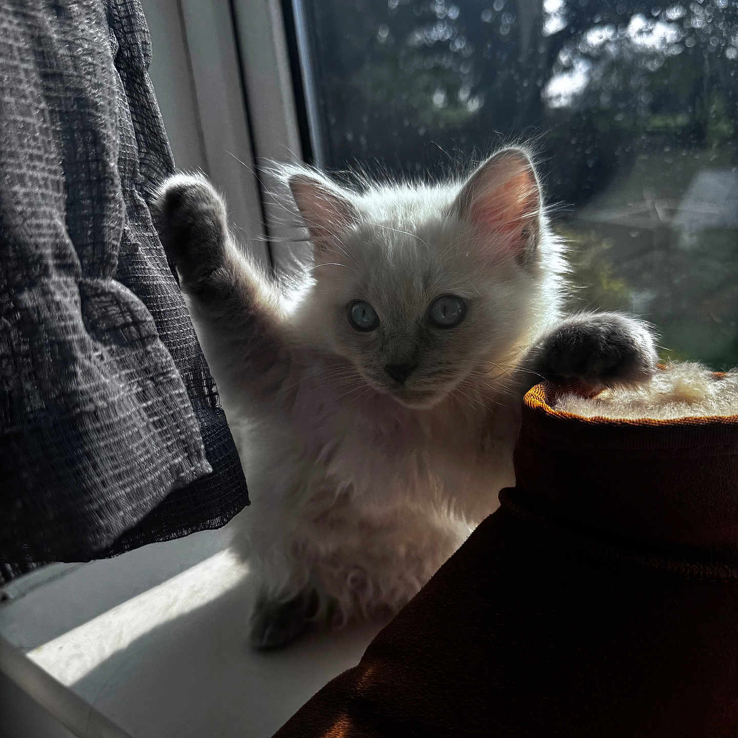 Elsa is registered to the contest to win money with this photo: abyssinian, angora, animal, armchair, blanket, cat, chair, couch, curtain, furniture, kitten, manx, pet, siamese, window, windowsill
