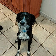 Hodgins a rejoint le concours — aidez-le/la à gagner de superbes lots ! animal, attentive, black_and_white, canine, collar, companion, curious, dog, domestic, ears, floor, fur, indoor, looking_up, paw, pet, sitting, snout, tile_floor, wooden_cabinet