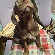 Nesquik participe au concours pour gagner de l'argent avec cette photo : animal, blanket, brown_dog, chair, cushion, cute, dog, domestic, ears, fur, furniture, home, indoor, looking_up, nose, pet, pillow, plaid_pattern, puppy, seat