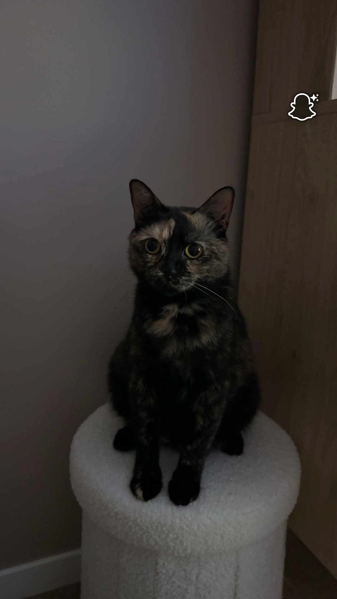 Loupa a rejoint le concours — aidez-le/la à gagner de superbes lots ! cat, tortoiseshell, pet, animal, indoor, stool, furniture, curious, sitting, feline, whiskers, ears, eyes, fur, domestic, cozy, home, quiet, soft, portrait