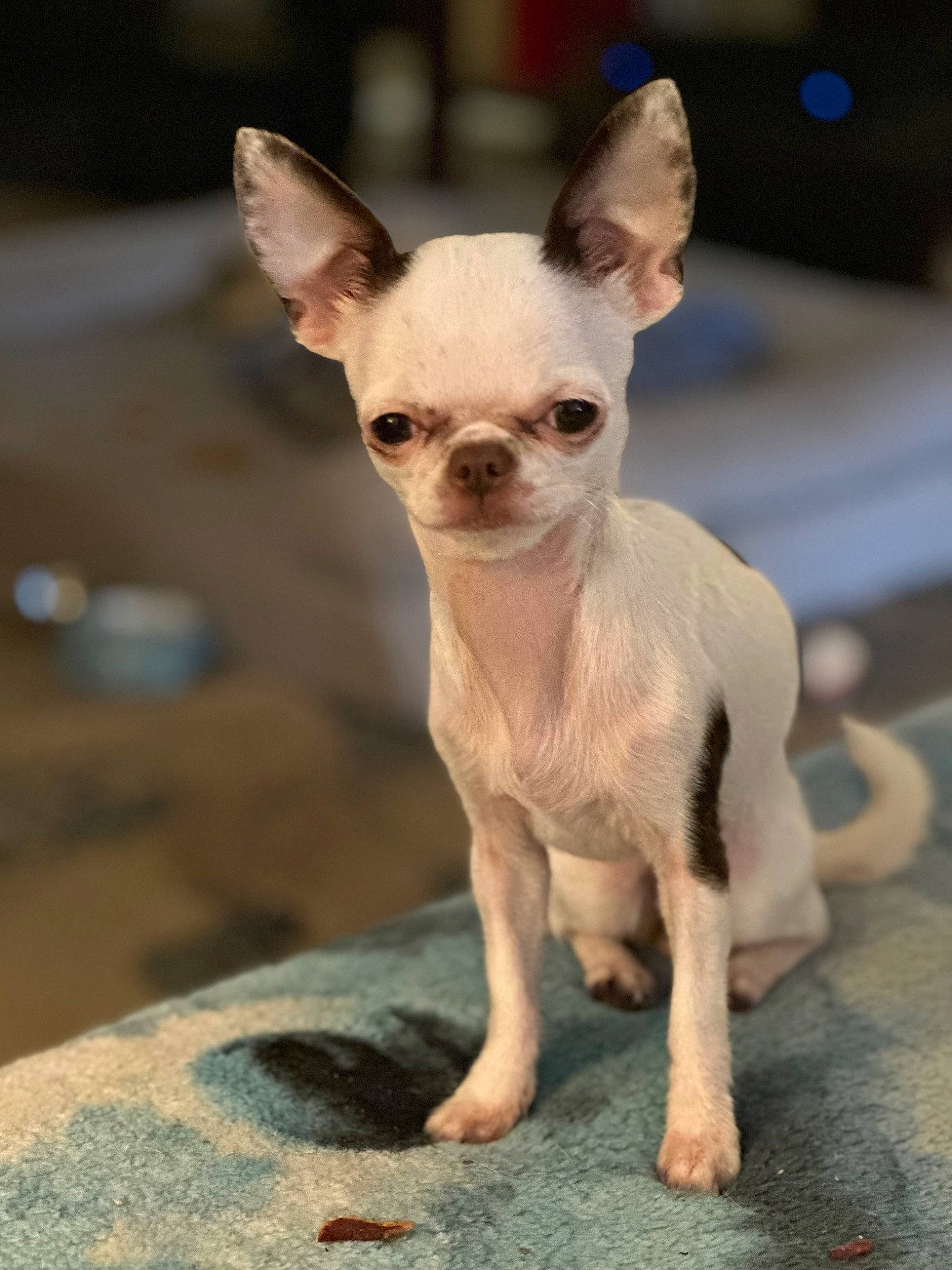 Mia Peanut joined the competition — help win amazing prizes! canidae, carnivore, chihuahua, companion_dog, corgi_chihuahua, dog, dog_breed, dog_supply, ear, fawn, fur, non_sporting_group, snout, sporting_group, terrestrial_animal, toy_dog, whiskers, working_animal