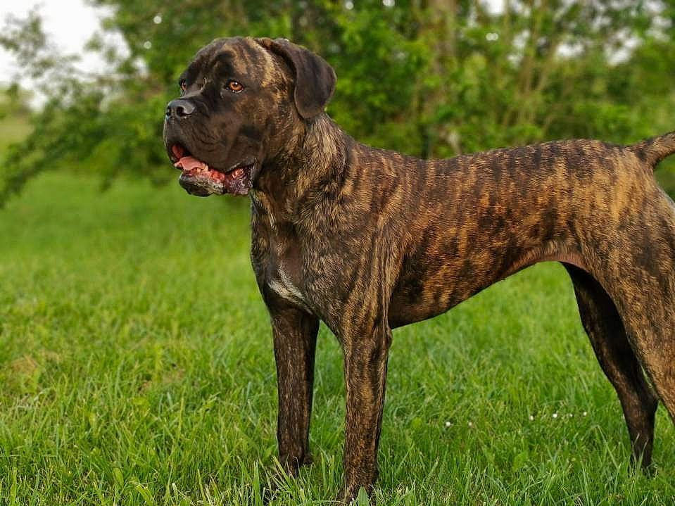 Osis a rejoint le concours — aidez-le/la à gagner de superbes lots ! alano_espanol, alaunt, ancient_dog_breeds, boerboel, bullmastiff, canidae, carnivore, cimarron_uruguayo, dog, dog_breed, dogo_sardesco, english_mastiff, mammal, molosser, perro_de_presa_canario, rare_breed_dog, sporting_group, treeing_tennessee_brindle, vertebrate, working_dog