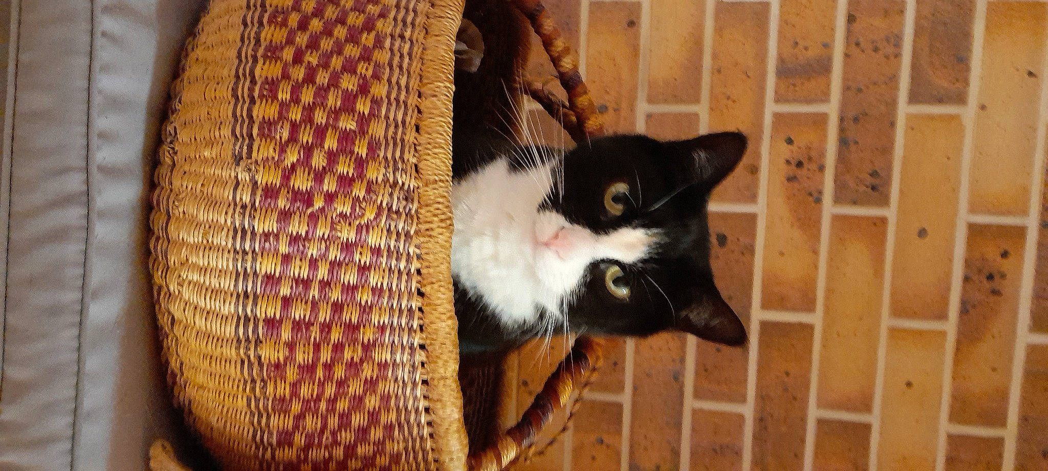 Nemo participe au concours pour gagner de l'argent avec cette photo : animal_shelter, basket, black_cat, carnivore, cat, cat_supply, domestic_short_haired_cat, felidae, fur, hardwood, hat, pet_supply, small_to_medium_sized_cats, snout, tail, whiskers, wood