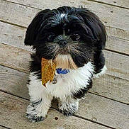 Baxter joined the competition — help win amazing prizes! puppy, dog, black_and_white, leaf, collar, bell, wooden_floor, cute, small_dog, fur, pet, animal, looking_up, outdoor, adorable, fluffy, young_dog, curious, standing, front_paws