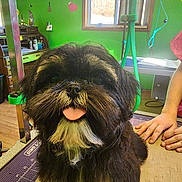 Bailey joined the competition — help win amazing prizes! dog, pet, grooming_table, black_fur, white_fur, tongue_out, cute, indoor, green_wall, window, person_hands, wood_floor, clock, desk, cup, leash, bright_light, fur, animal, companion
