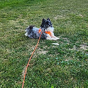 Coca participe au concours pour gagner de l'argent avec cette photo : animal, canine, daylight, dog, furry, grass, greenery, hill, house, landscape, leash, mountain, nature, orange_harness, outdoor, pet, resting, rural, scenic, village