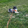animal, canine, daylight, dog, furry, grass, greenery, hill, house, landscape, leash, mountain, nature, orange_harness, outdoor, pet, resting, rural, scenic, village
