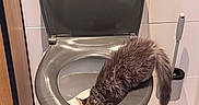Rio participe au concours pour gagner de l'argent avec cette photo : cat, toilet, bathroom, fur, curious, fluffy, tail, tile_wall, toilet_brush, round_rug, indoor, pet, animal, white_toilet, grey_seat, wooden_cabinet, floor_tiles, clean, plumbing, curiosity