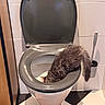 cat, toilet, bathroom, fur, curious, fluffy, tail, tile_wall, toilet_brush, round_rug, indoor, pet, animal, white_toilet, grey_seat, wooden_cabinet, floor_tiles, clean, plumbing, curiosity