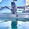 Rio participe au concours pour gagner de l'argent avec cette photo : cat, reflection, hot_tub, water, snow, winter, sunset, house, roof, outdoor, animal, pet, feline, fur, quiet, serene, sky, nature, stillness, cold