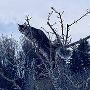 Rio participe au concours pour gagner de l'argent avec cette photo : cat, tabby_cat, tree, branches, outdoor, nature, forest, winter, bare_branches, animal, feline, perched, wildlife, sky, curious, alert, fluffy, bushy_tail, daylight, scenic