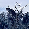 cat, tabby_cat, tree, branches, outdoor, nature, forest, winter, bare_branches, animal, feline, perched, wildlife, sky, curious, alert, fluffy, bushy_tail, daylight, scenic