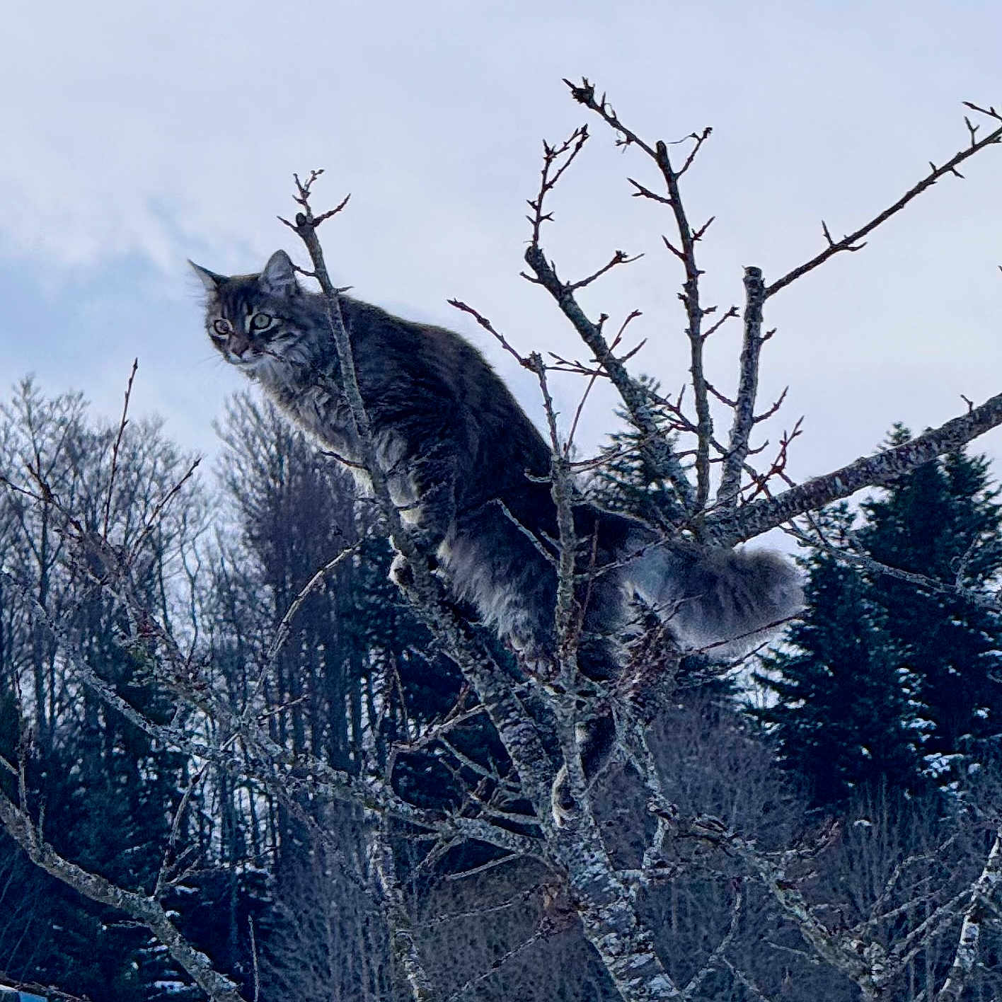 Rio participe au concours pour gagner de l'argent avec cette photo : cat, tabby_cat, tree, branches, outdoor, nature, forest, winter, bare_branches, animal, feline, perched, wildlife, sky, curious, alert, fluffy, bushy_tail, daylight, scenic
