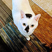 Peatea joined the competition — help win amazing prizes! animal, black_markings, cat, close_up, curious, cute, domestic_animal, feline, floor, fur, household, indoor, looking_up, pet, portrait, rug, textile, whiskers, white_cat, wood_floor