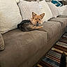 dog, small_dog, couch, pillow, living_room, carpet, brown_couch, fluffy_pillow, decor, pet, indoor, relaxing, furniture, home, cozy, curious, animal, domestic, canine, resting
