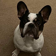 Max joined the competition — help win amazing prizes! dog, french_bulldog, pet, animal, carpet, ears, sitting, cute, indoor, looking_up, short_hair, mammal, companion, domestic_animal, paw, friendly, canine, face, snout, stocky