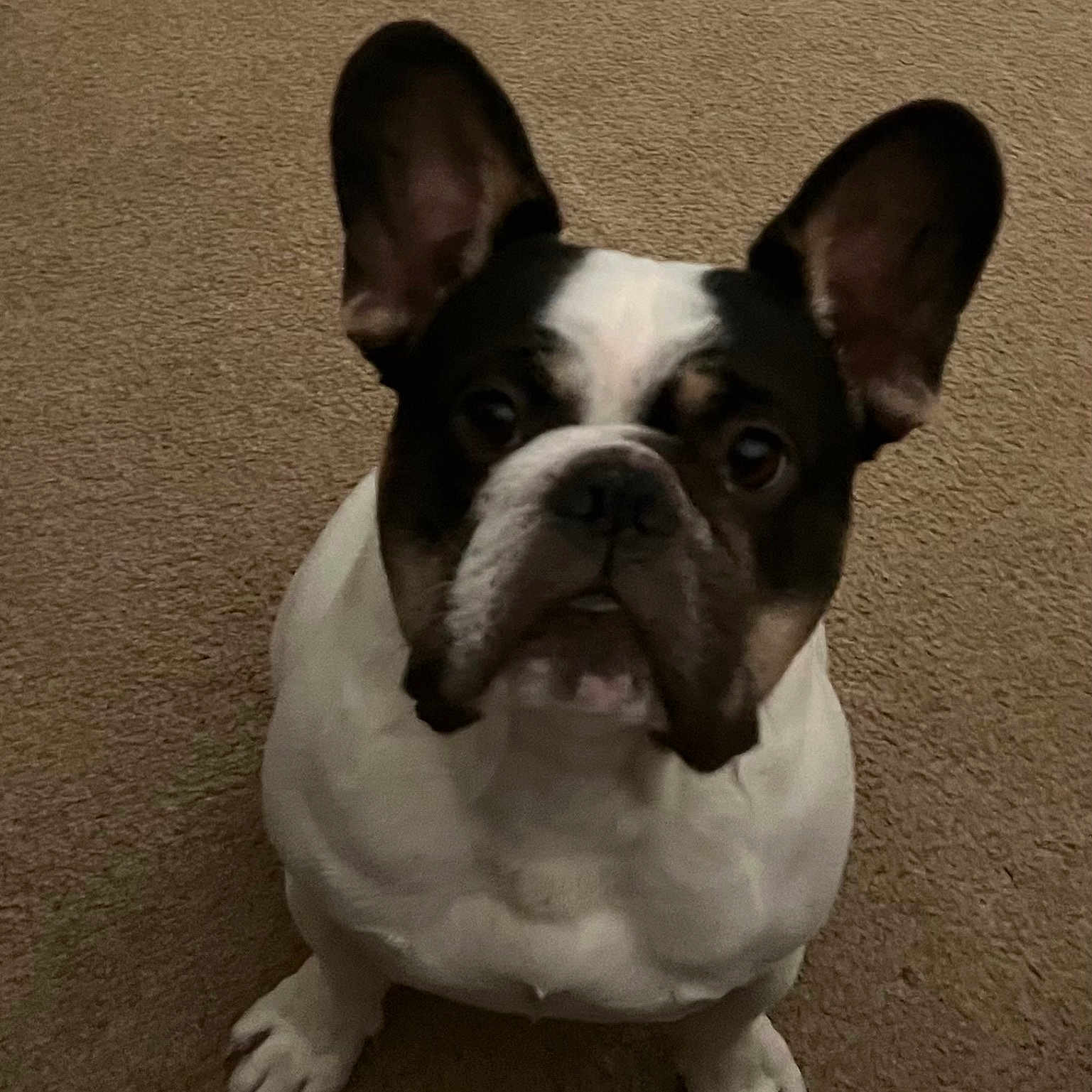 Max joined the competition — help win amazing prizes! animal, canine, carpet, companion, cute, dog, domestic_animal, ears, face, french_bulldog, friendly, indoor, looking_up, mammal, paw, pet, short_hair, sitting, snout, stocky