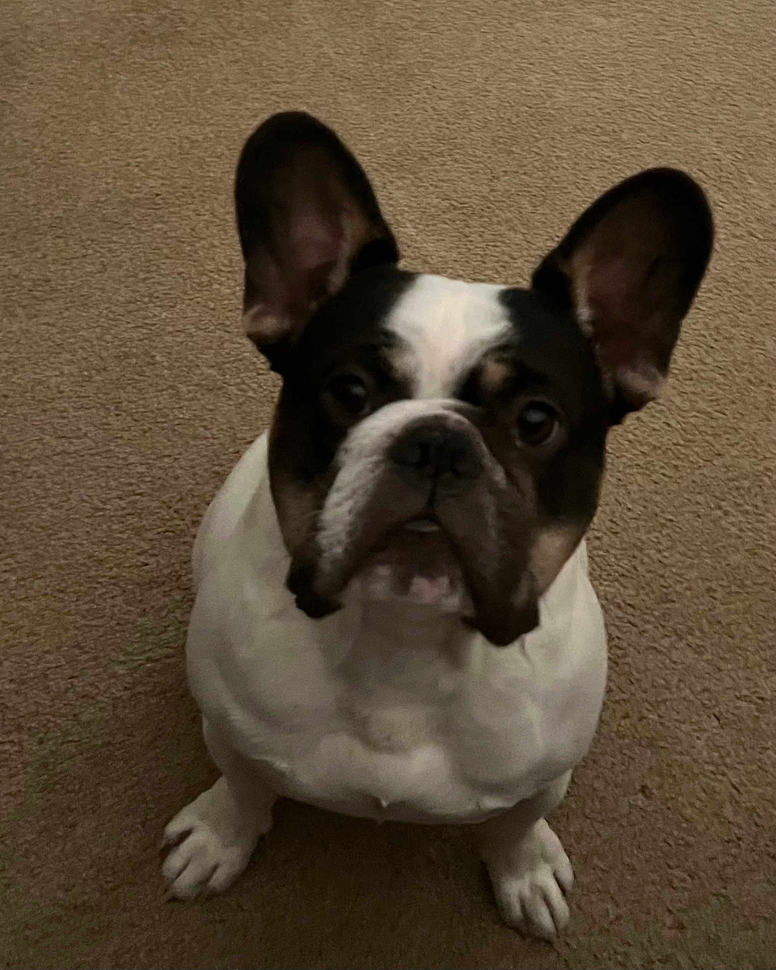 Max joined the competition — help win amazing prizes! dog, french_bulldog, pet, animal, carpet, ears, sitting, cute, indoor, looking_up, short_hair, mammal, companion, domestic_animal, paw, friendly, canine, face, snout, stocky