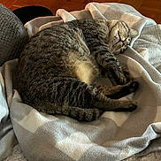 Legend is registered to the contest to win money with this photo: animal, blanket, cat, close_up, comfort, cozy, cute, domestic_animal, feline, fur, home, indoor, nap, pet, relaxation, resting, sleeping, soft_texture, tabby_cat, wood_floor