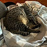 animal, blanket, cat, close_up, comfort, cozy, cute, domestic_animal, feline, fur, home, indoor, nap, pet, relaxation, resting, sleeping, soft_texture, tabby_cat, wood_floor