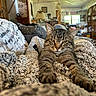 Legend is registered to the contest to win money with this photo: animal, blanket, cat, close_up, comfortable, couch, cozy, decor, furniture, home, indoor, lamp, living_room, pet, relaxed, stretching, tabby, table, texture, window