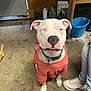 Casper joined the competition — help win amazing prizes! dog, white_dog, hoodie, orange_clothing, sitting, winking, indoor, concrete_floor, person, jeans, sneakers, footwear, collar, playful, pet, animal, domestic_animal, casual, rustic, floor