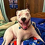 Casper is registered to the contest to win money with this photo: dog, white_dog, happy, bed, blankets, indoor, wooden_wall, poster, kentucky_basketball, tongue_out, collar, pet, smiling, cozy, furniture, resting, animal, cute, sleepy, home