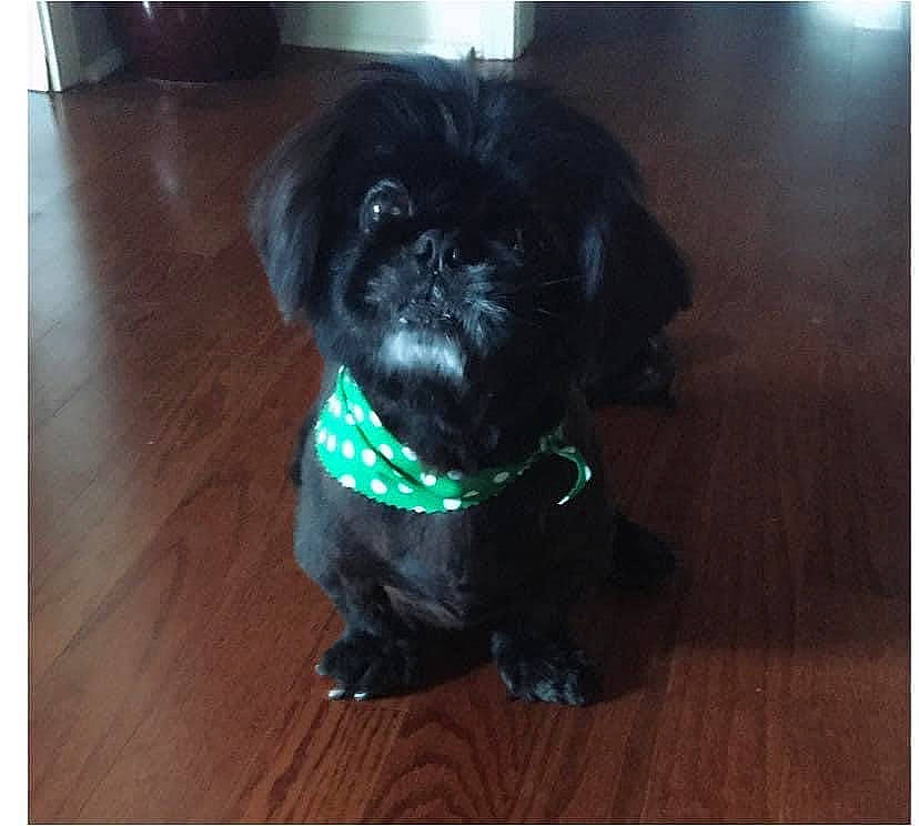 Ash is registered to the contest to win money with this photo: carnivore, companion_dog, dog, dog_breed, dog_collar, dog_supply, electric_blue, fawn, flooring, hardwood, laminate_flooring, liver, pet_supply, snout, tail, toy_dog, whiskers, wood, wood_stain, working_animal