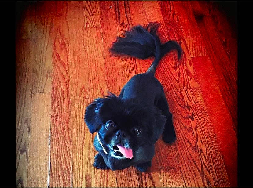 Ash joined the competition — help win amazing prizes! black_cat, carnivore, companion_dog, dog, dog_breed, electric_blue, fawn, felidae, flooring, hardwood, magenta, rectangle, small_to_medium_sized_cats, snout, sunglasses, tail, tints_and_shades, toy_dog, whiskers, wood