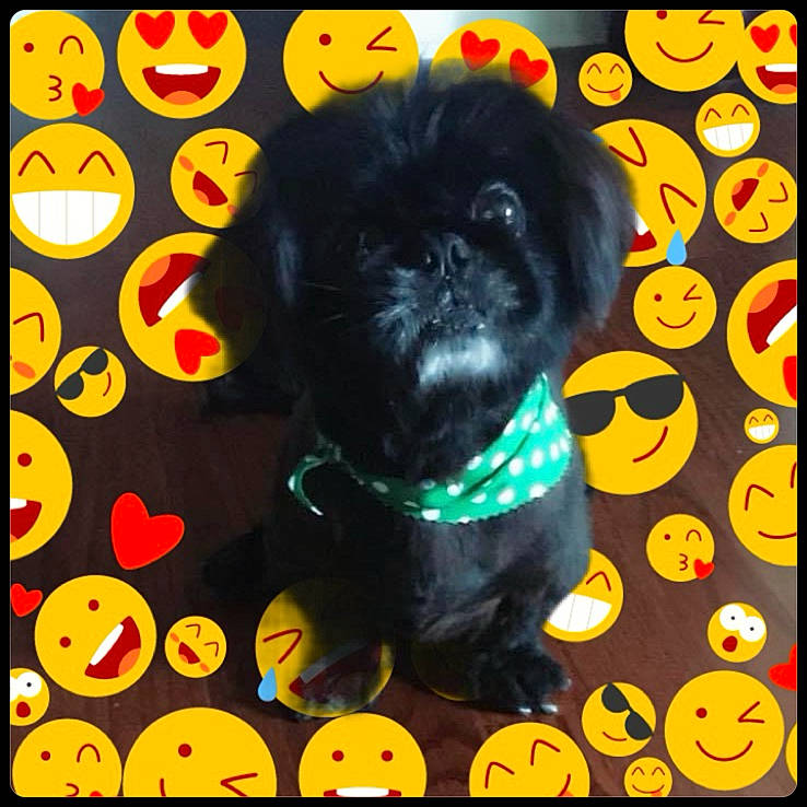 Ash joined the competition — help win amazing prizes! canidae, carnivore, circle, companion_dog, design, dog, dog_breed, dog_supply, font, fur, graphics, liver, pattern, rectangle, shih_tzu, snout, sporting_group, toy_dog, working_animal, yellow