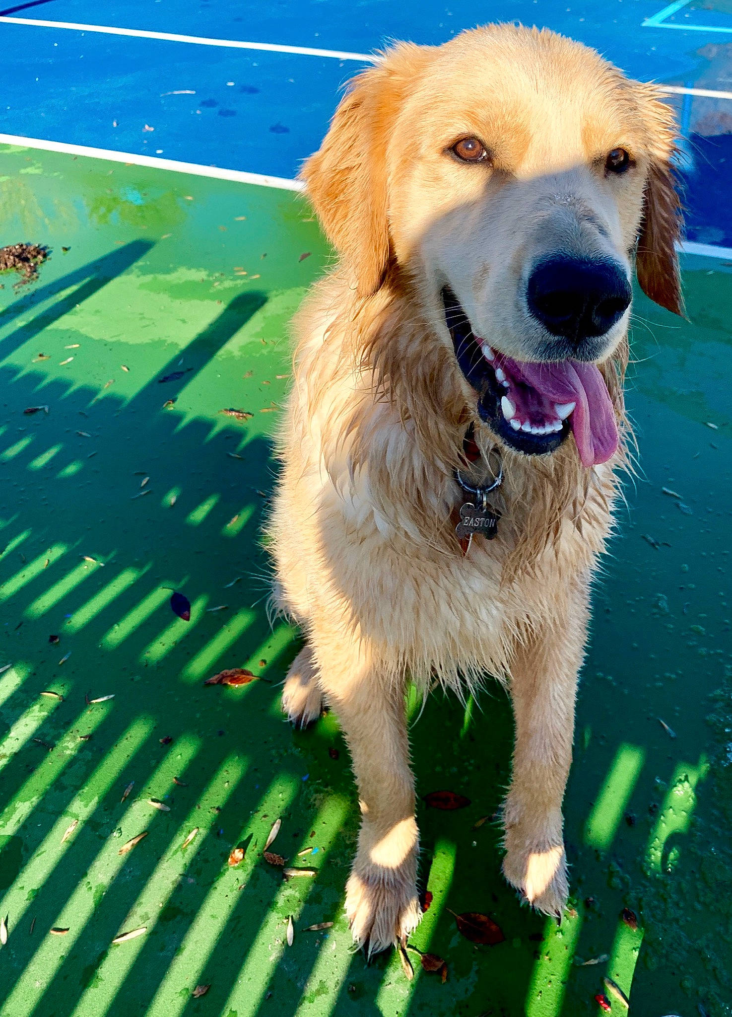 Easton joined the competition — help win amazing prizes! canidae, carnivore, companion_dog, dog, dog_breed, fawn, golden_retriever, labrador_retriever, mammal, retriever, snout, sporting_group, vertebrate