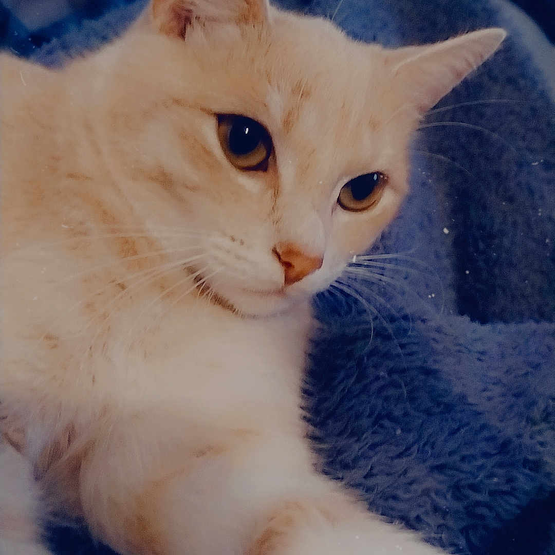 Luxy participe au concours pour gagner de l'argent avec cette photo : abyssinian, angora, animal, blanket, cat, couch, furniture, kitten, manx, pet, siamese