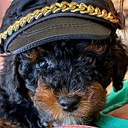 Snickers joined the competition — help win amazing prizes! dog, curly_hair, black_dog, brown_markings, hat, cap, gold_chain, close_up, pet, cute, portrait, animal, face, fur, eyes, snout, resting, indoor, soft_lighting, fashion_accessory