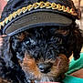 dog, curly_hair, black_dog, brown_markings, hat, cap, gold_chain, close_up, pet, cute, portrait, animal, face, fur, eyes, snout, resting, indoor, soft_lighting, fashion_accessory