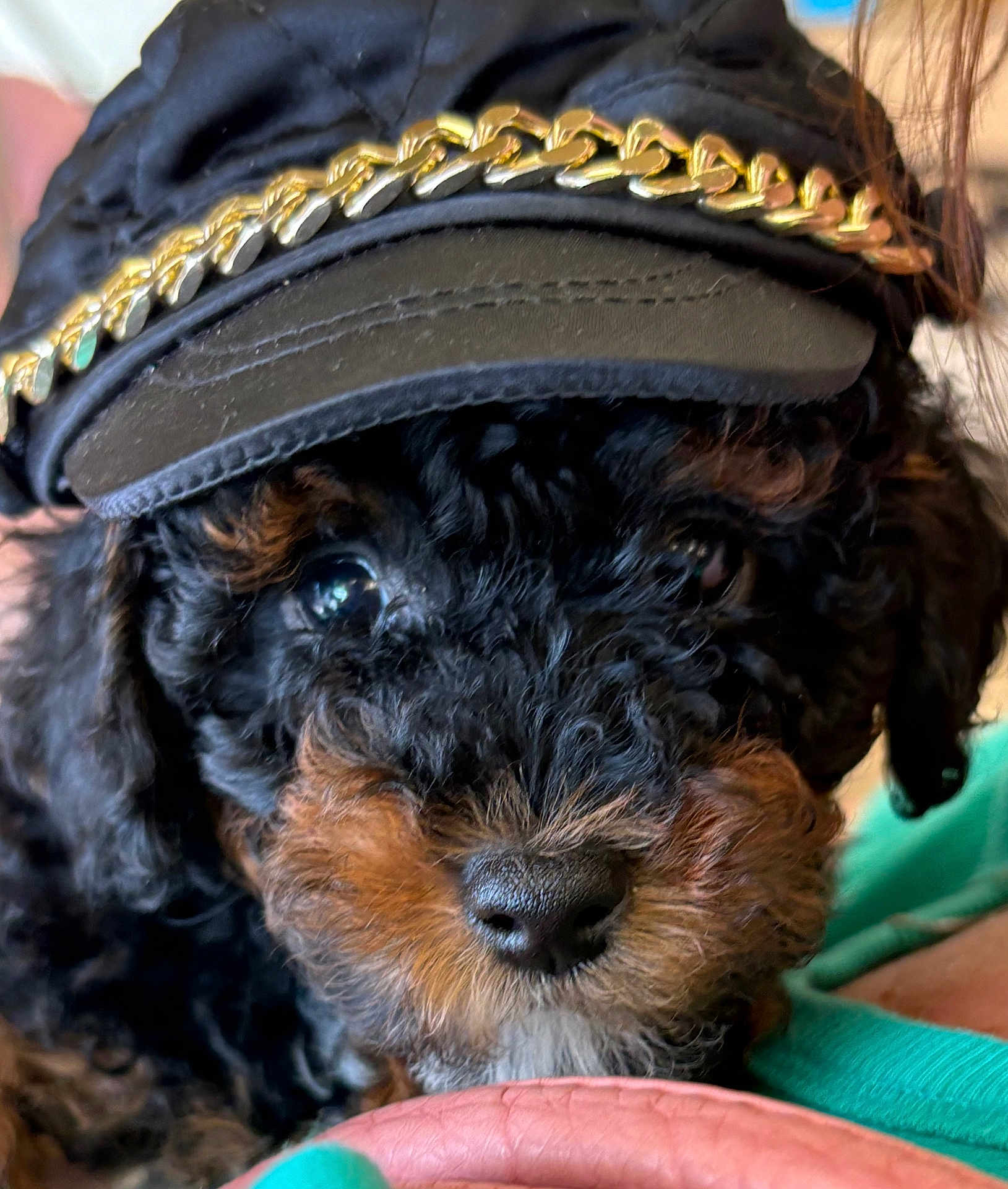 Snickers joined the competition — help win amazing prizes! dog, curly_hair, black_dog, brown_markings, hat, cap, gold_chain, close_up, pet, cute, portrait, animal, face, fur, eyes, snout, resting, indoor, soft_lighting, fashion_accessory