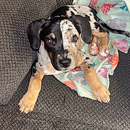 Zoey joined the competition — help win amazing prizes! puppy, dog, couch, blanket, indoor, pet, animal, cute, spot, black, white, brown, fur, paw, relaxing, looking, texture, cozy, young, companion