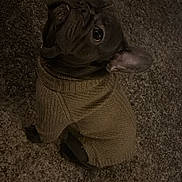 Yoda joined the competition — help win amazing prizes! dog, french_bulldog, sweater, pet, indoor, carpet, brown, knitwear, cute, looking_up, small_dog, animal, cozy, domestic, portrait, companion, canine, furry, sitting, adorable