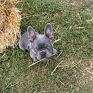 Stormy is registered to the contest to win money with this photo: animal, brown, collar, cute, dog, ears, french_bulldog, grass, hay, looking_up, muzzle, nature, outdoor, pet, playful, puppy, sitting, small, snout, young