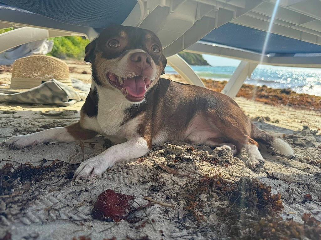 Chapo joined the competition — help win amazing prizes! canidae, carnivore, companion_dog, dog, dog_breed, fawn, hunting_dog, landscape, paw, plant, rock, snout, soil, sporting_group, street_dog, terrestrial_animal, whiskers, working_animal, working_dog