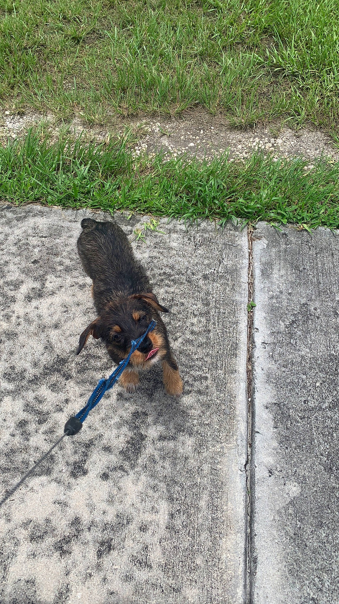 Linda joined the competition — help win amazing prizes! canidae, carnivore, dog, dog_breed, grass, leash, shadow, soil, sporting_group, tail