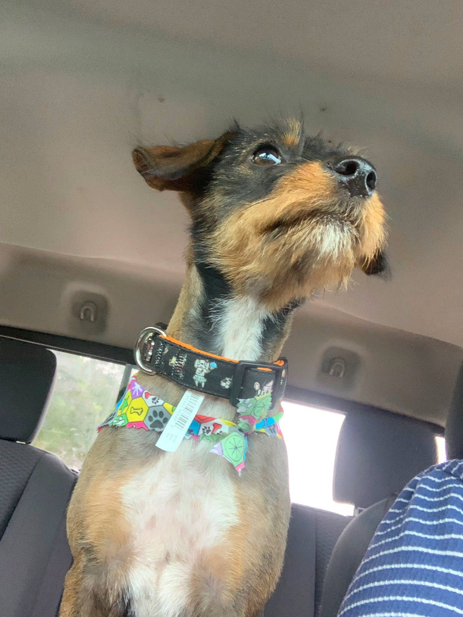 Linda joined the competition — help win amazing prizes! canidae, carnivore, collar, companion_dog, dog, dog_breed, dog_collar, fawn, mammal, miniature_schnauzer, rare_breed_dog, schnauzer, snout, sporting_group, vertebrate