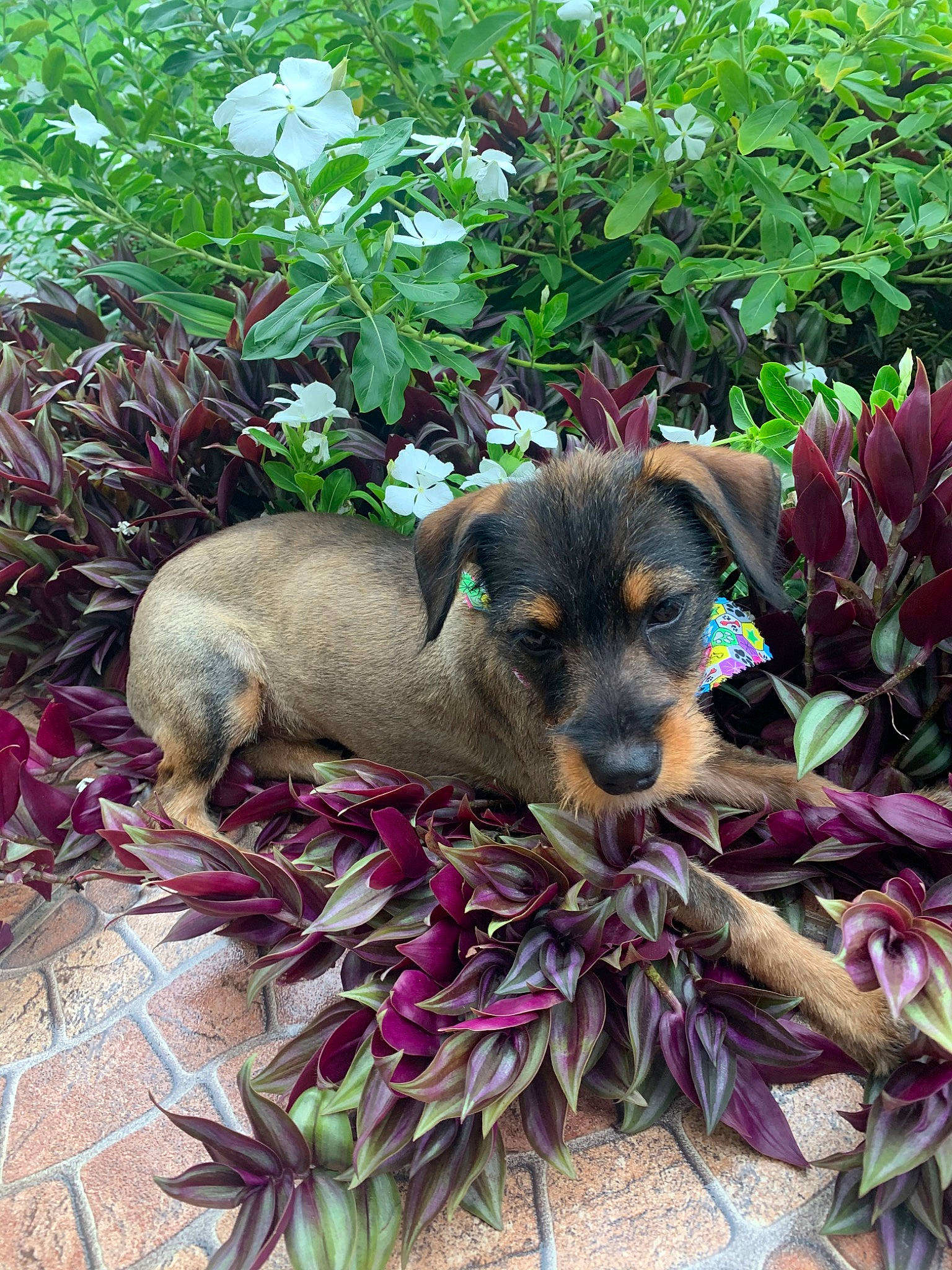 Linda joined the competition — help win amazing prizes! canidae, carnivore, dachshund, dog, dog_breed, fawn, flower, plant, puppy, rainforest