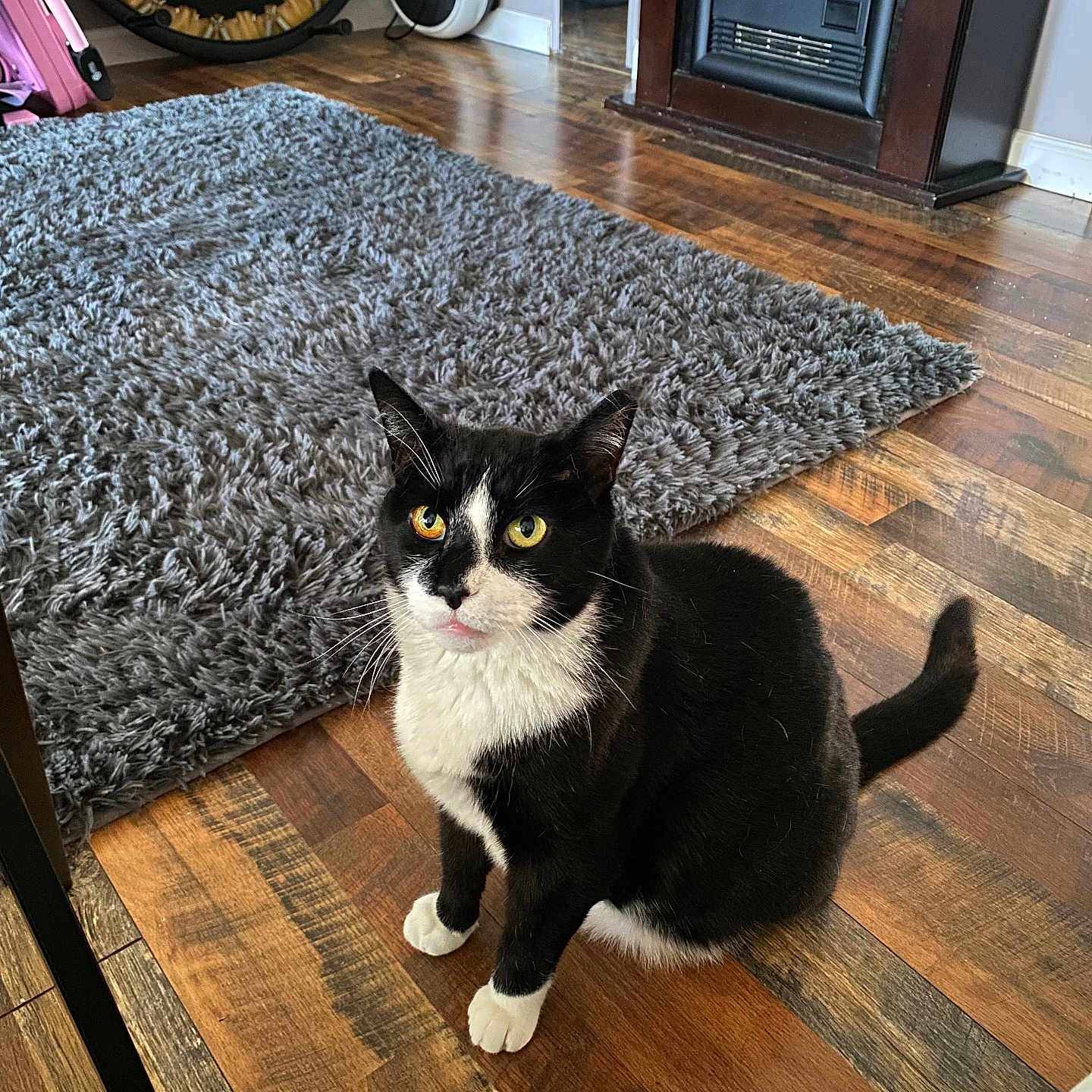 Fred is registered to the contest to win money with this photo: cat, tuxedo_cat, indoor, wooden_floor, rug, fireplace, pet, animal, feline, curious, sitting, yellow_eyes, black_and_white, home, cozy, flooring, domestic, fur, whiskers, ears