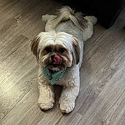 Thor joined the competition — help win amazing prizes! dog, small_dog, fluffy, tongue_out, bandana, indoor, wooden_floor, pet, cute, animal, lying_down, front_paws, fur, adorable, domestic_animal, companion, face, looking_at_camera, relaxed, playful