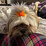 Thor is registered to the contest to win money with this photo: dog, fluffy, orange_bow, resting, plaid, fabric, bedroom, blanket, fur, sleepy, cute, pet, indoor, cozy, animal, lying_down, closeup, soft, adorable, companion