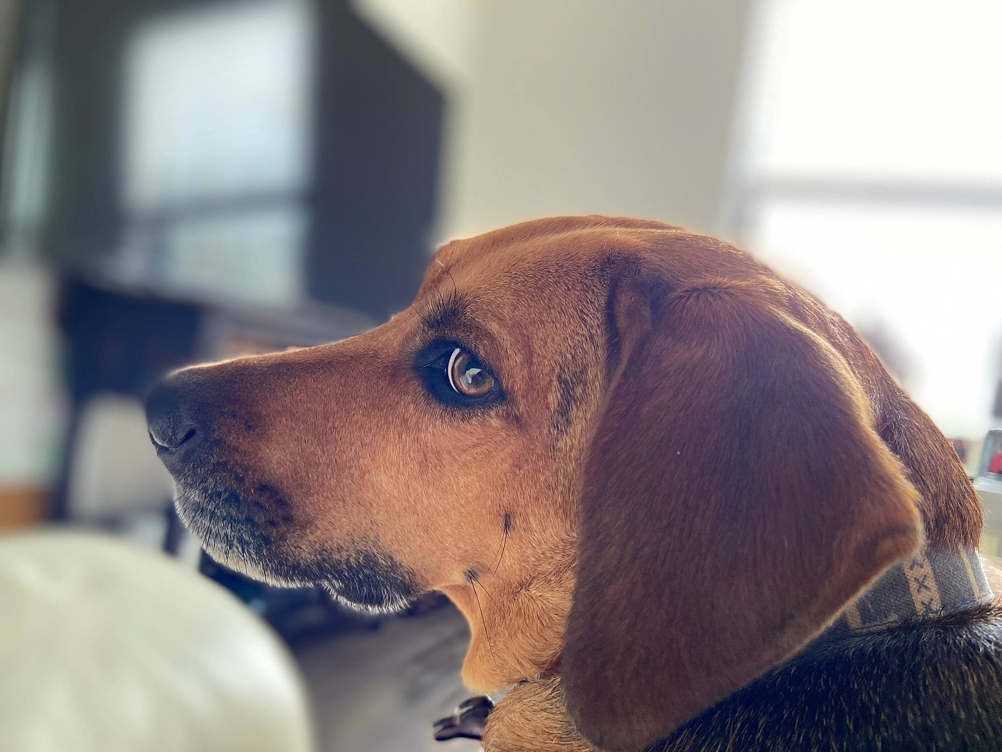 Rose is registered to the contest to win money with this photo: canidae, carnivore, collar, companion_dog, dog, dog_breed, dog_collar, ear, fawn, fur, hound, liver, metal, pet_supply, scent_hound, snout, sporting_group, whiskers, working_animal, working_dog