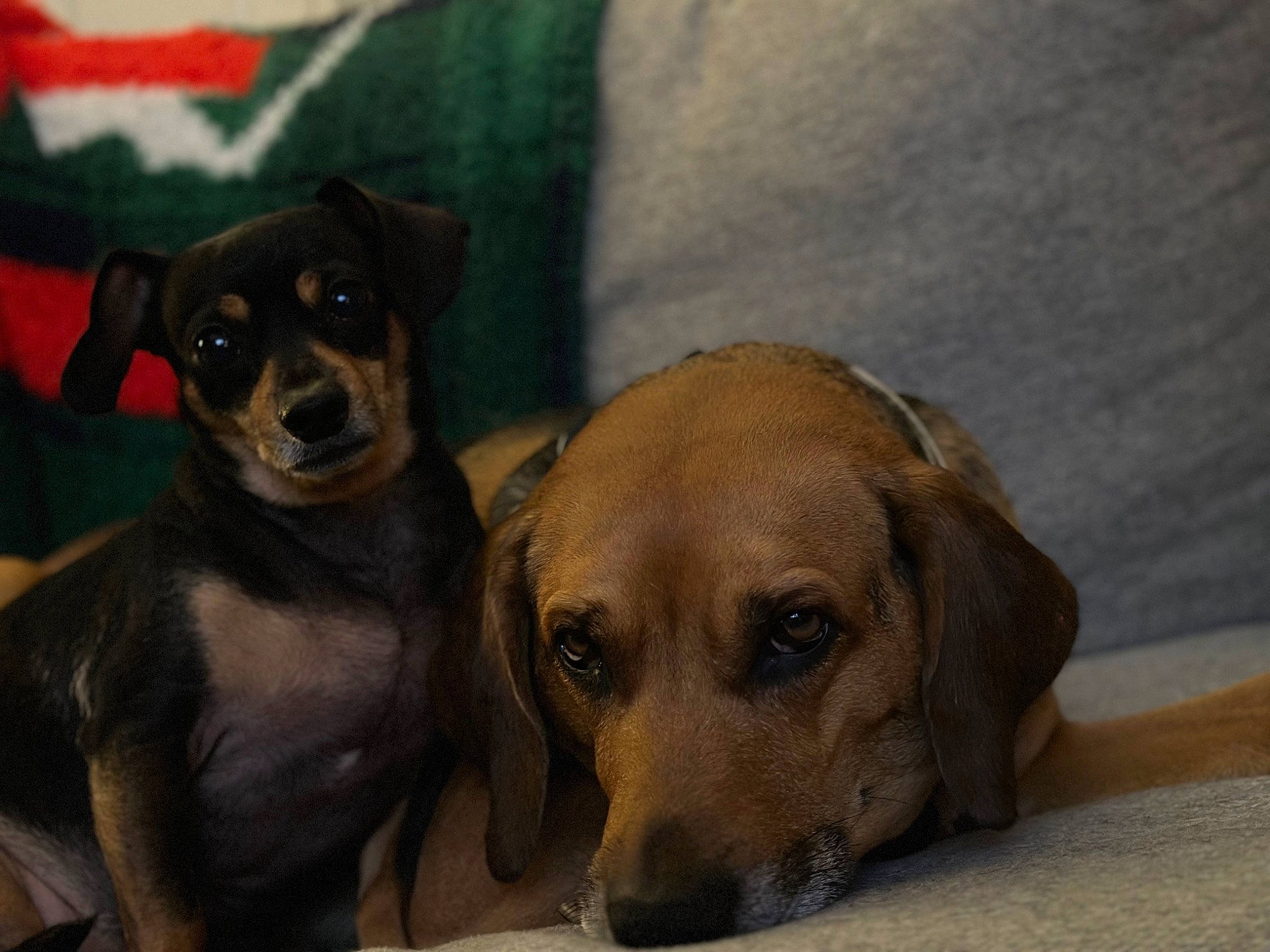 Rose joined the competition — help win amazing prizes! ancient_dog_breeds, canidae, carnivore, comfort, companion_dog, dog, dog_breed, fawn, fur, guard_dog, liver, puppy, snout, sporting_group, terrestrial_animal, toy_dog, whiskers, working_animal, working_dog